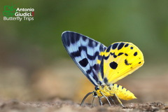 Dysphania subrepleta