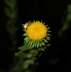 Grindelia nuda