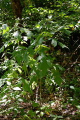 Polymnia canadensis