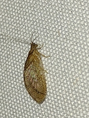 Nusalala tessellata