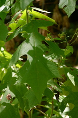 Polymnia canadensis