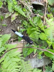 Orthetrum triangulare