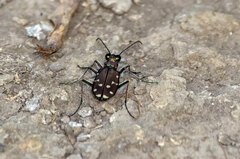 Cicindela oregona