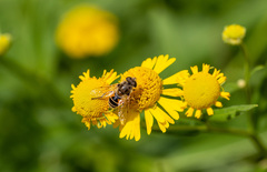 Eristalis arbustorum