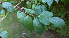 Lonicera