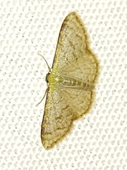 Sterrhinae