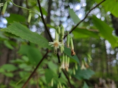 Nabalus trifoliolatus
