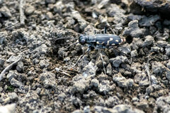 Cicindela haemorrhagica