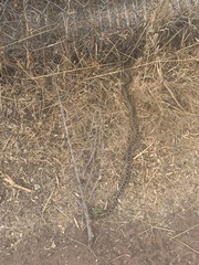 Pituophis catenifer