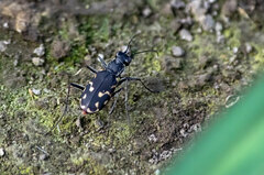 Cicindela haemorrhagica