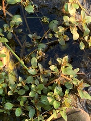 Ludwigia palustris