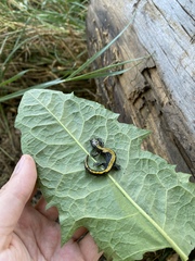 Ambystoma macrodactylum
