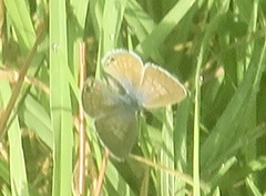 Leptotes marina