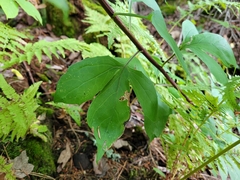Nabalus trifoliolatus
