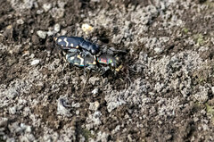 Cicindela haemorrhagica
