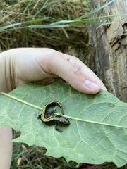 Ambystoma macrodactylum