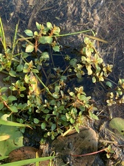 Ludwigia palustris