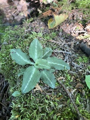 Goodyera oblongifolia