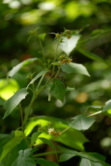 Polymnia canadensis