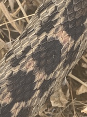 Pituophis catenifer
