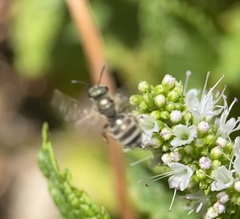 Halictus tripartitus