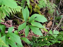 Nabalus trifoliolatus