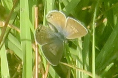 Leptotes marina