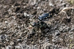 Cicindela haemorrhagica