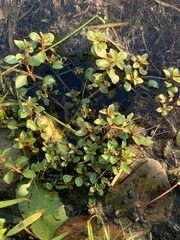 Ludwigia palustris