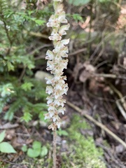 Goodyera oblongifolia