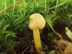 Leotia lubrica