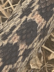 Pituophis catenifer