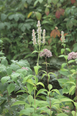 Agastache scrophulariifolia