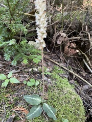 Goodyera oblongifolia