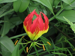 Gloriosa superba