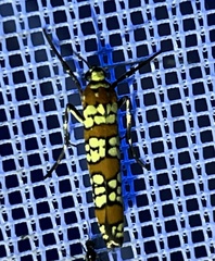 Atteva aurea