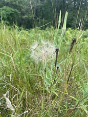 Tragopogon
