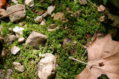 Mniaceae