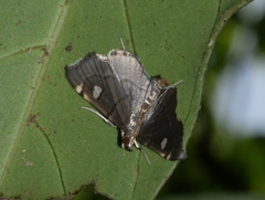 Luma sericea