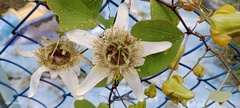 Passiflora bicornis