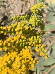 Solidago velutina