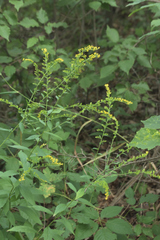 Solidago ulmifolia
