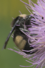 Bombus auricomus