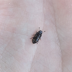 Glischrochilus quadrisignatus