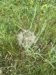 Tragopogon
