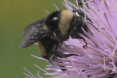Bombus auricomus