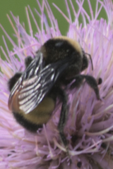 Bombus auricomus