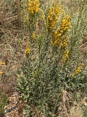 Solidago velutina