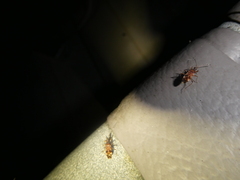 Ozophora picturata