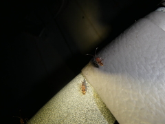 Ozophora picturata